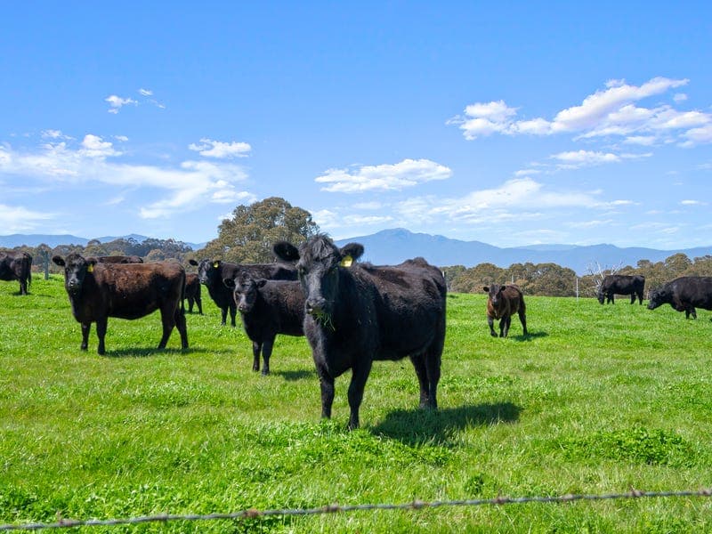 630 Glenroy Road, Merrijig